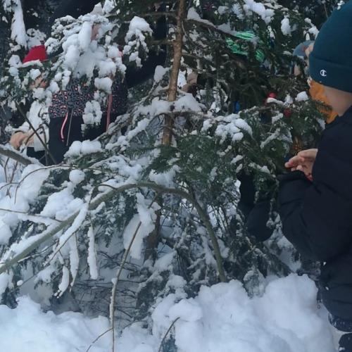 Lärchenwald Weihnachten