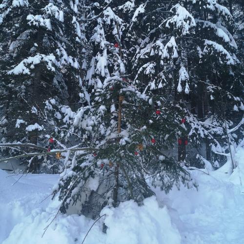 Lärchenwald Weihnachten