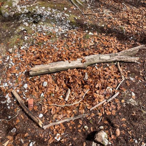 Kleine Künstler im Buchenwald